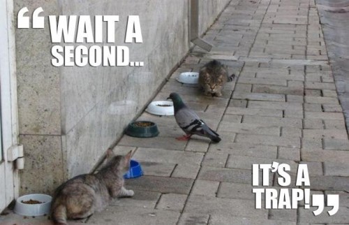 hornoxe.com_picdump229_005