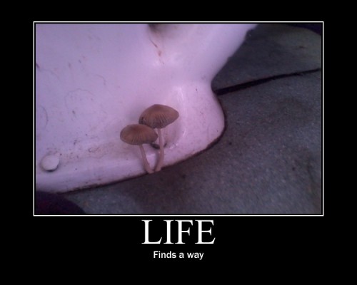 hornoxe.com_picdump229_034