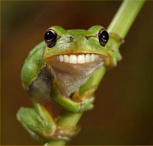 hornoxe.com_picdump229_102