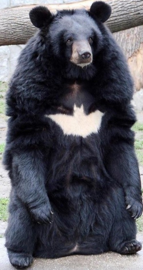 hornoxe.com_picdump233_044