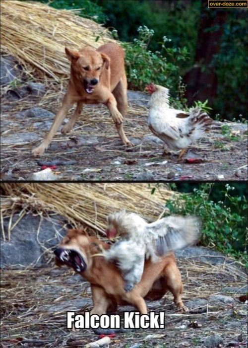 hornoxe.com_picdump233_161