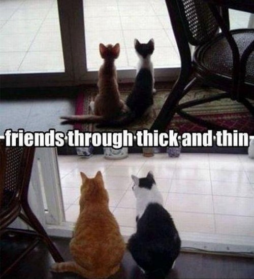 hornoxe.com_picdump234_099