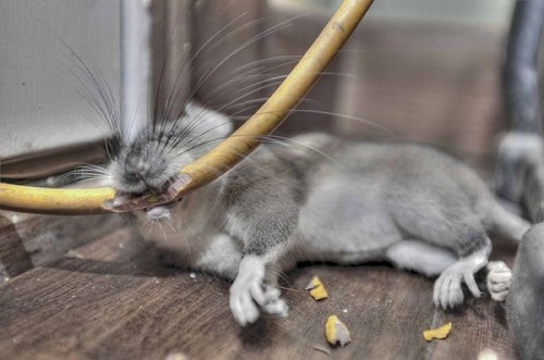 hornoxe.com_picdump234_126