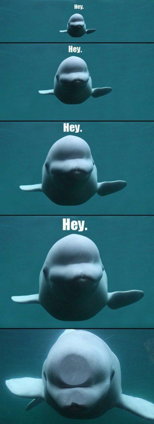 hornoxe.com_picdump236_011