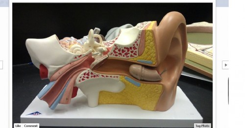 hornoxe.com_picdump236_068