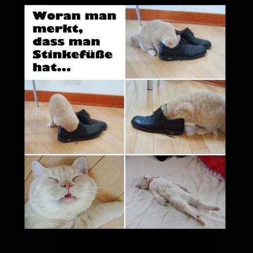 hornoxe.com_pcidump237_030