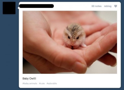 hornoxe.com_pcidump237_129