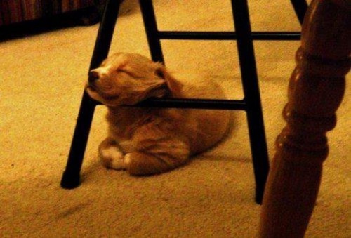 hornoxe.com_picdump238_010