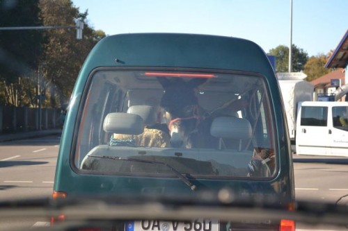 hornoxe.com_picdump238_025