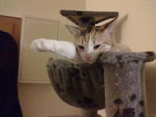 hornoxe.com_picdump240_01