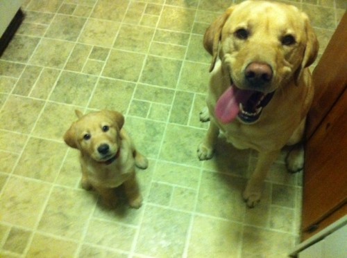 hornoxe.com_picdump240_82