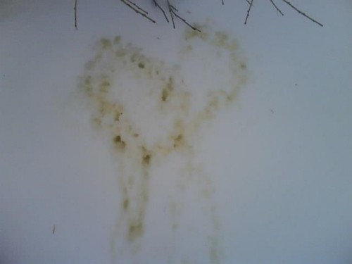 hornoxe.com_picdump241_039