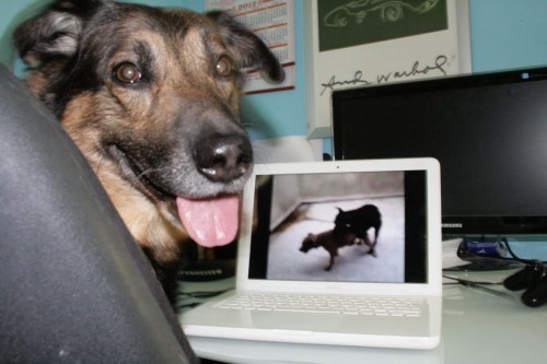 hornoxe.com_picdump241_073