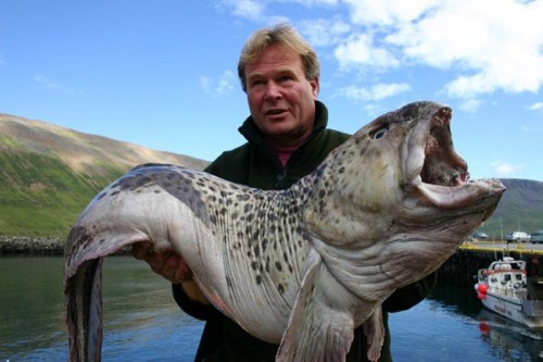 hornoxe.com_picdump241_117