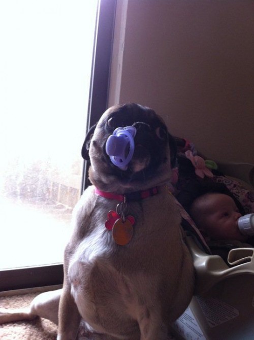 hornoxe.com_picdump241_132