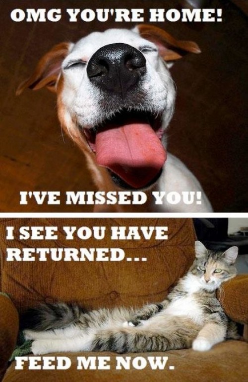 hornoxe.com_picdump242_030