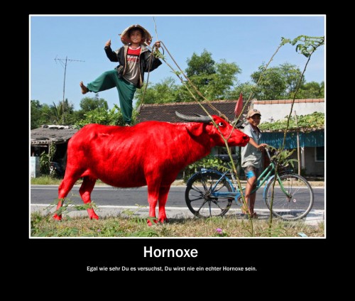 hornoxe.com_picdump242_140