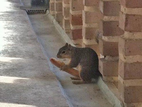 hornoxe.com_picdump244_138