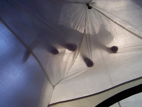 hornoxe.com_picdump244_150