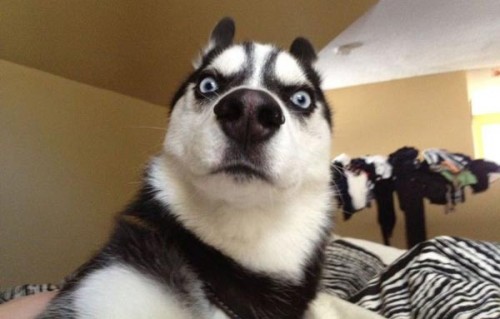 hornoxe.com_picdump245_118