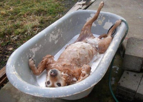 hornoxe.com_picdump245_147