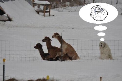 hornoxe.com_picdump246_008