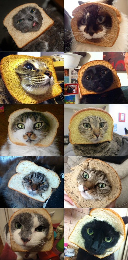 hornoxe.com_picdump246_061