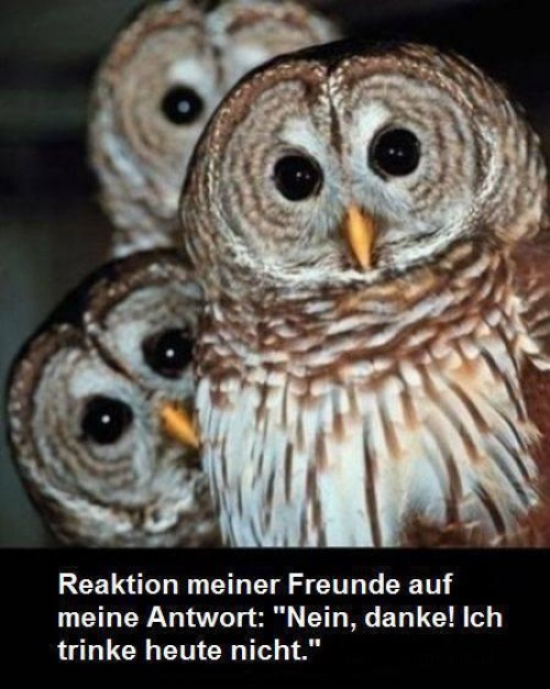 hornoxe.com_picdump247_135