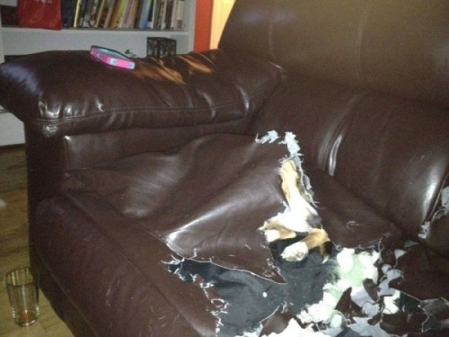 hornoxe.com_picdump247_140