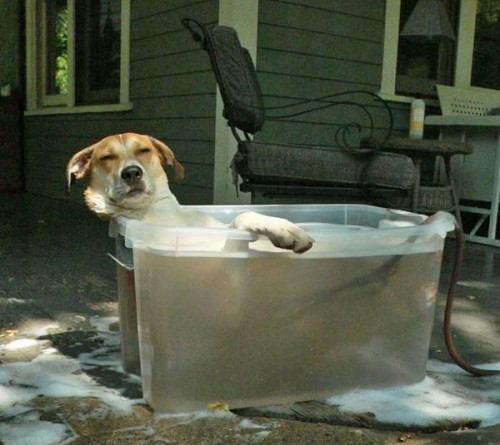 hornoxe.com_picdump248_070