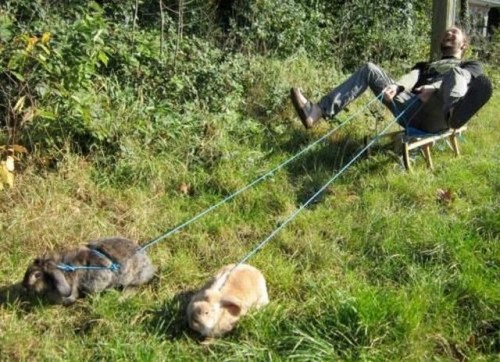 hornoxe.com_picdump248_073