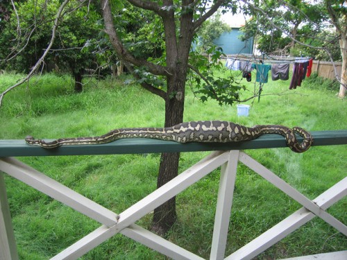 hornoxe.com_picdump248_139