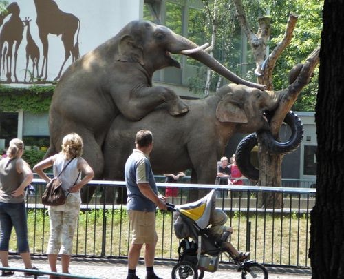 hornoxe.com_picdump249_033