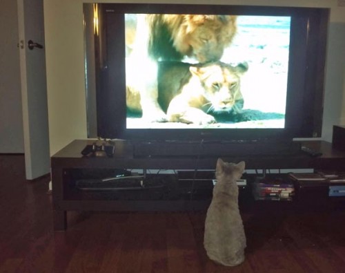 hornoxe.com_picdump249_052