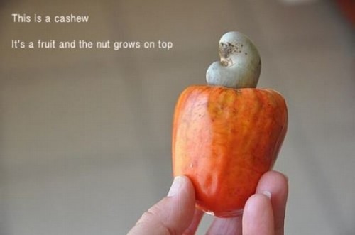 hornoxe.com_picdump249_079