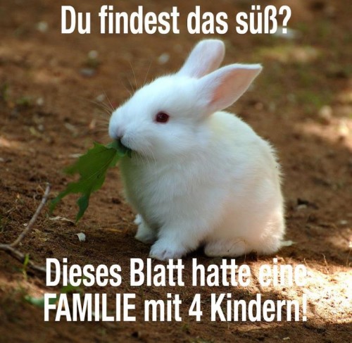 hornoxe.com_picdump250_048