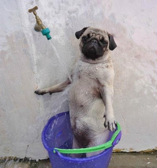 hornoxe.com_picdump250_113