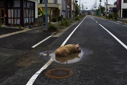 hornoxe.com_picdump250_121