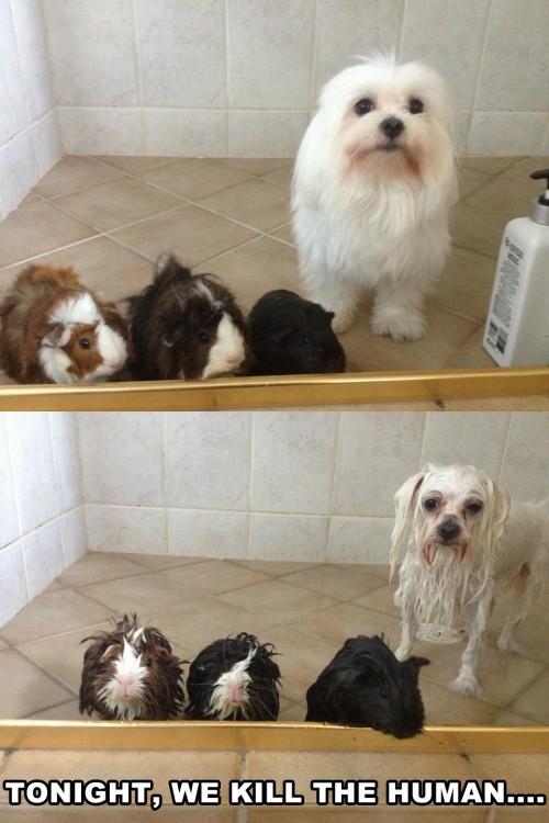 hornoxe.com_picdump251_048