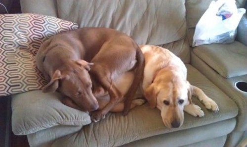 hornoxe.com_picdump251_051