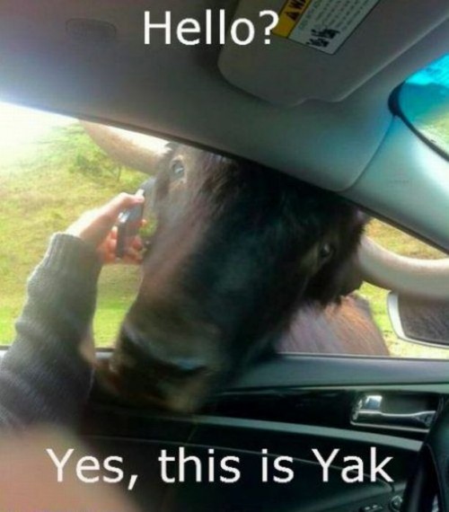 hornoxe.com_picdump251_095