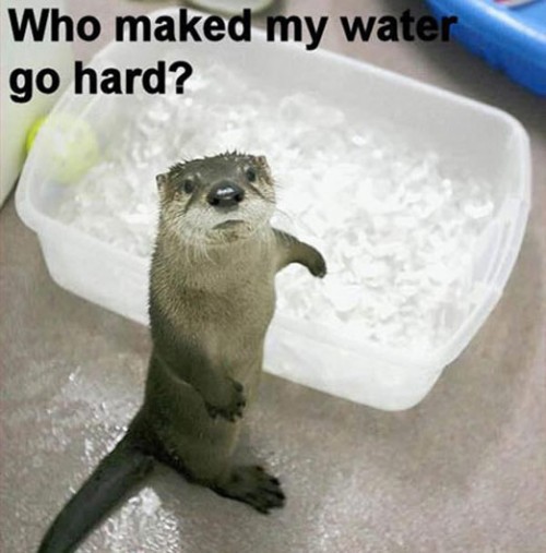 hornoxe.com_picdump252_004