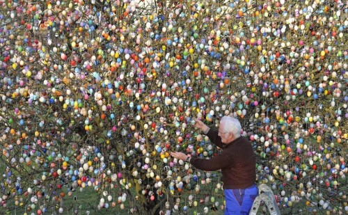 Volker Kraft decorates a tree with 10,000 Easter eggs in the garden of the retired couple Christa and Volker Kraft in Saalfeld, Germany, Wednesday, March 21, 2012. The Kraft family has been decorating their tree for Easter for more than forty years. (AP Photo/Jens Meyer)