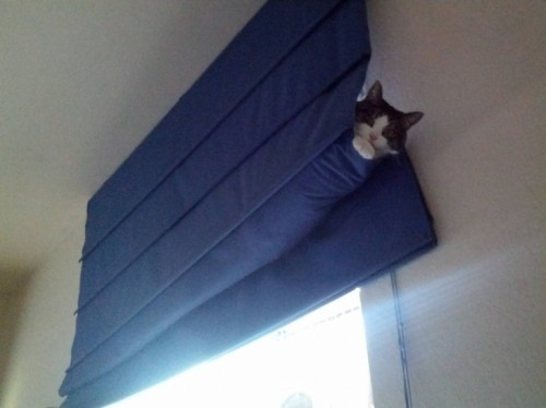 hornoxe.com_picdump252_142