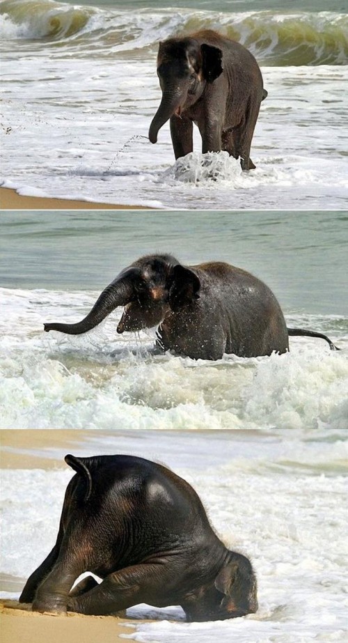 hornoxe.com_picdump253_014