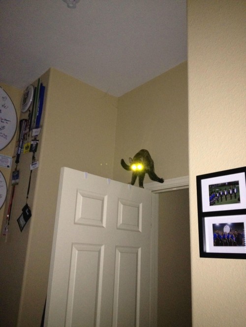 hornoxe.com_picdump253_108