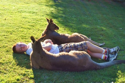 hornoxe.com_picdump253_121