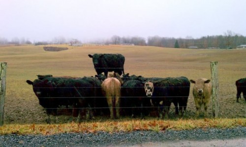 hornoxe.com_picdump254_072