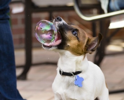 hornoxe.com_picdump255_049