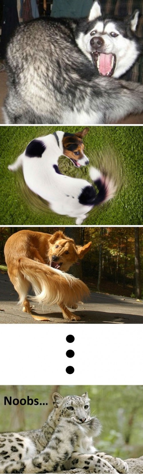 hornoxe.com_picdump255_050